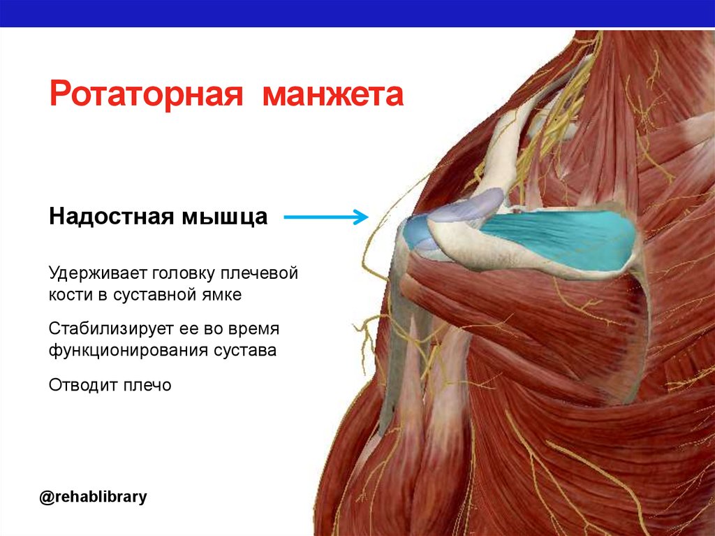 Разрыв ротаторной. Вращательная манжета плеча мышцы. Ротаторная манжета плеча мышцы. Вращательная манжета плечевого сустава анатомия. Ротаторная манжета надостная мышца.