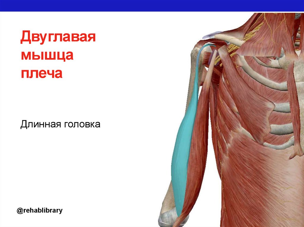 Двуглавая мышца плеча. Длинная головка двуглавой мышцы плеча. 2-Длинная головка двуглавой мышцы плеча. Прикрепление длинной головки двуглавой мышцы плеча. Даух главая мышца плеча.