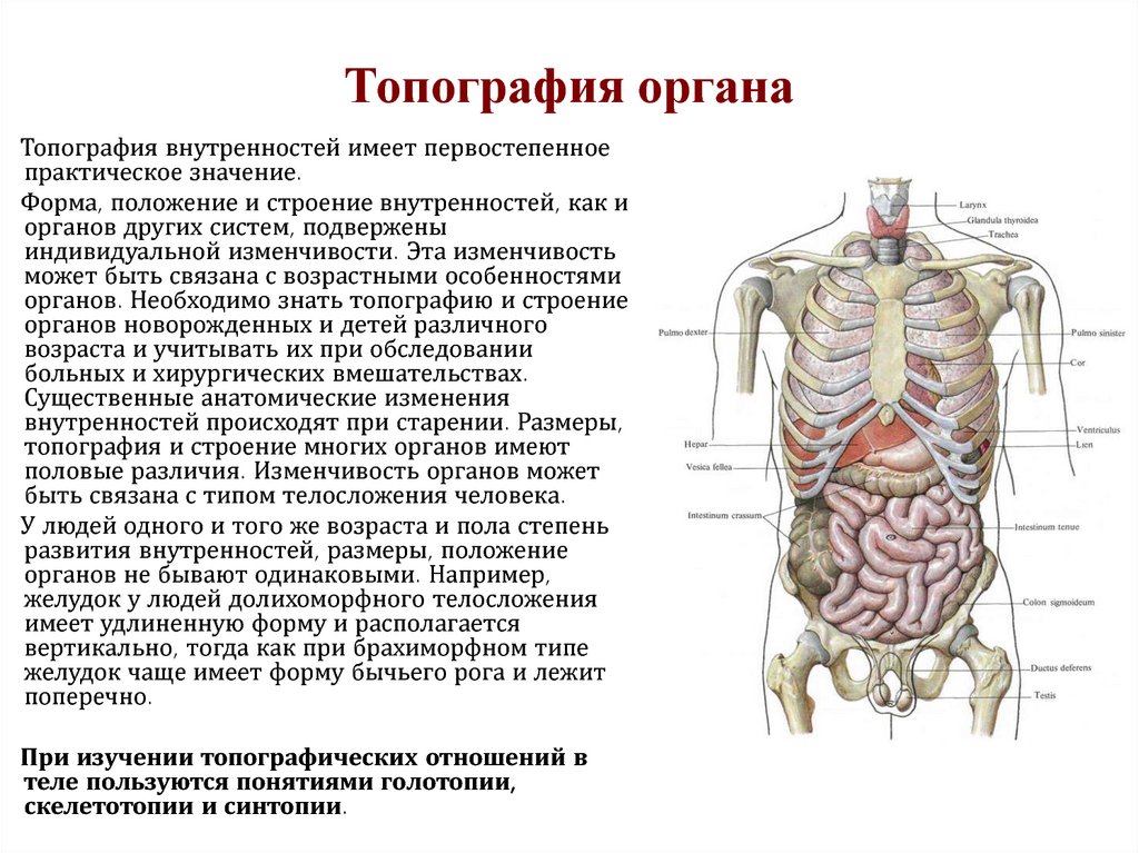 Какие органы расположены в нижней полости. Расположение внутренних органов вид спереди. Органы брюшной полости сбоку. Анатомия органы брюшной полости вид сбоку. Схема расположения внутренних органов человека вид спереди.