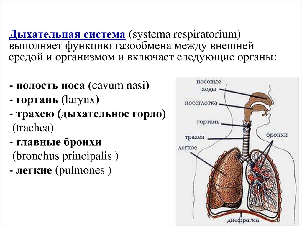 Основные функции дыхательной