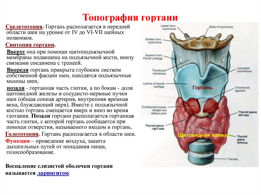 Глотка какие железы. Строение щитовидной железы топографическая анатомия. Строение гортани и щитовидной железы. Укажите анатомические образования, лежащие спереди от гортани. Анатомия, топография, функции гортани..