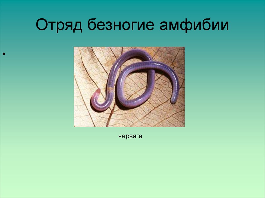 К безногим земноводным относятся. Биология 7 класс безногие земноводные. Отряд безногие земноводные презентация. Представители безногих земноводных 7 класс. Биология амфибии безногие.