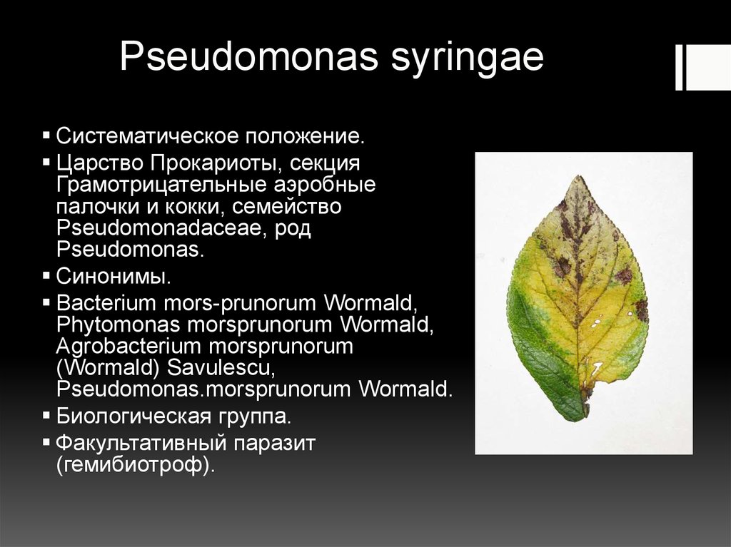 Презентация заболевания растений