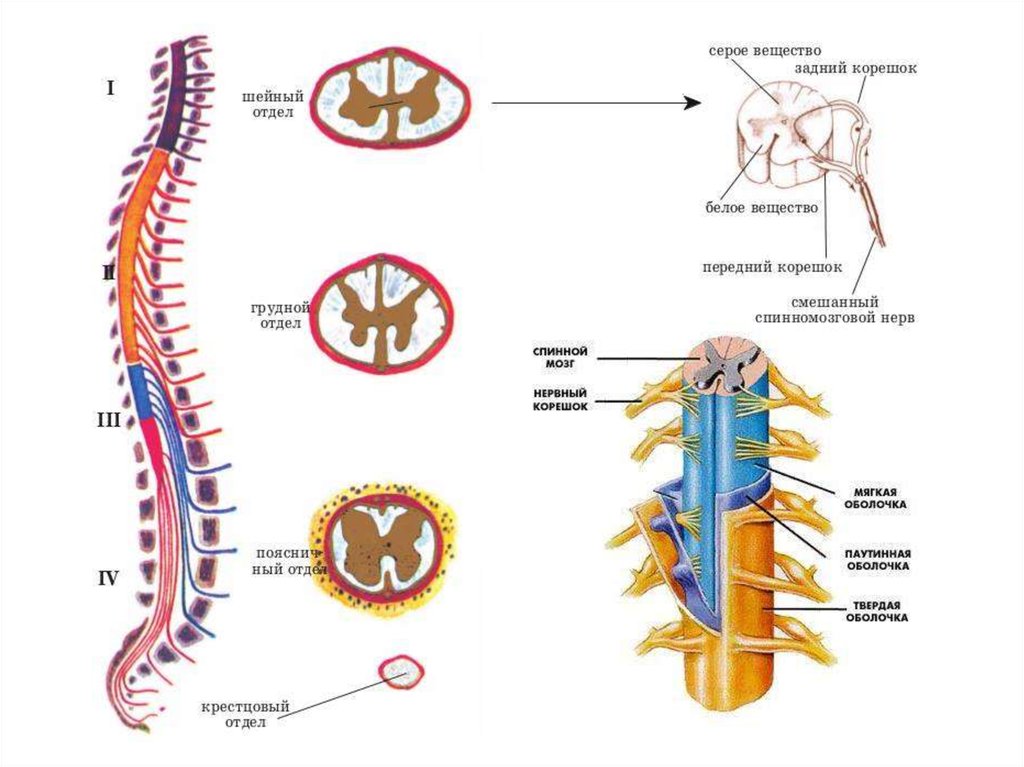 Шейный спинной мозг. Строение позвонка и спинного мозга. Боковые рога грудного отдела спинного мозга. Строение грудного отдела спинного мозга. Расположение спинного мозга в позвоночнике.