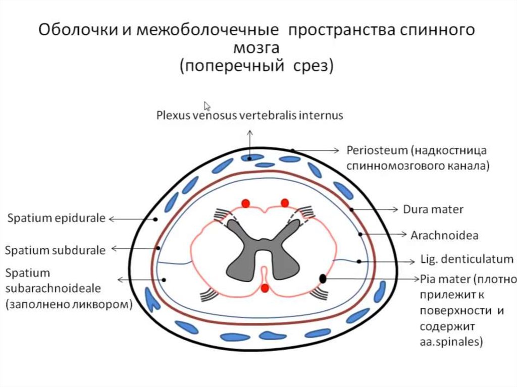 Оболочки спинного мозга схема