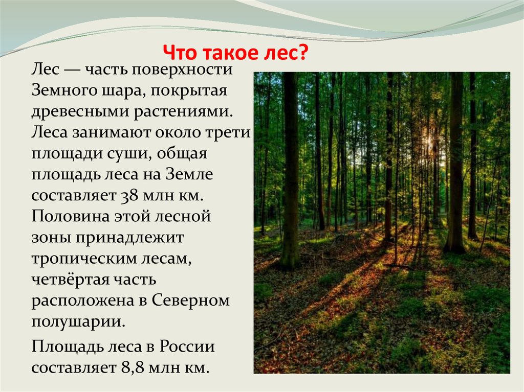 Рассказ жизнь леса. Презентация на тему лес. Лес для презентации. Проект на тему леса. Рассказ о лесе.