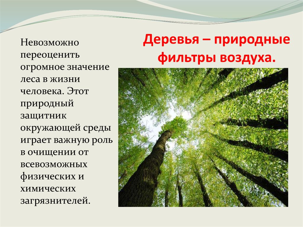 Невозможно переоценить. Значение лесов в жизни человека. Значение леса в жизни человека. Дерево фильтрует воздух. Значение леса в природе и жизни человека.