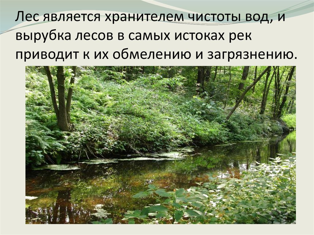 Сведение лесов в бассейнах рек приводит. Вырубка лесов и обмеление рек. Обмеление рек из за вырубки лесов. Вырубка лесов в бассейнах рек. Вырубка лесов у берегов рек приводит к обмелению рек.