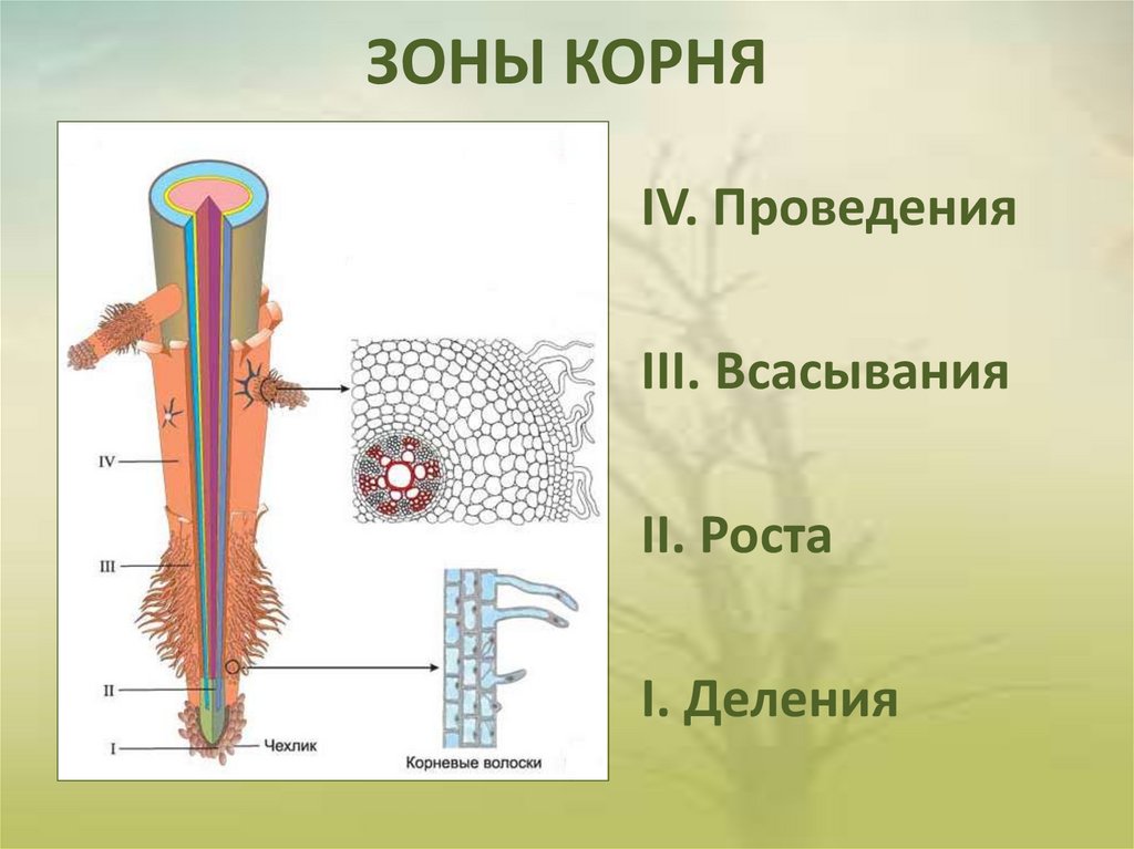 Сосуды корня расположены. Зона проведения всасывания роста деления. Корневые волоски схема. Зона деления зона проведения зона всасывания корня. Внутреннее строение корня 6 класс биология.