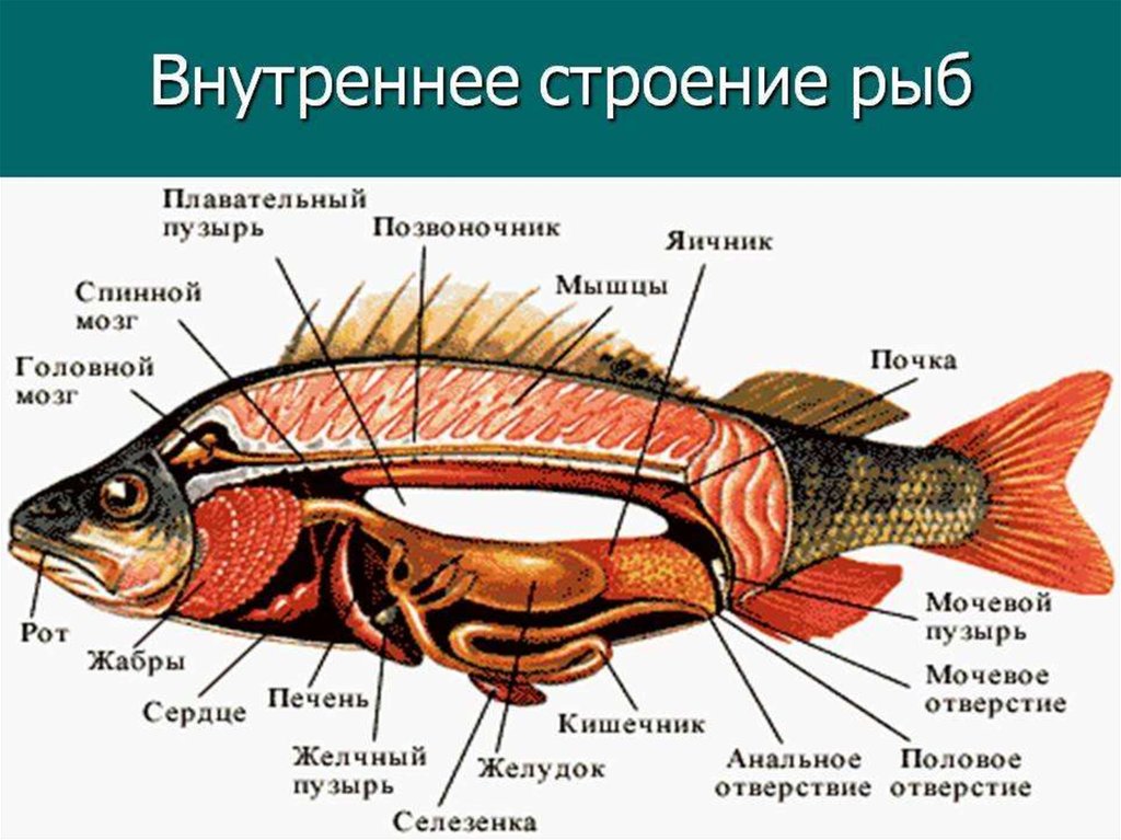 Заполните пробелы в схеме соответствующими ответами надкласс рыбы