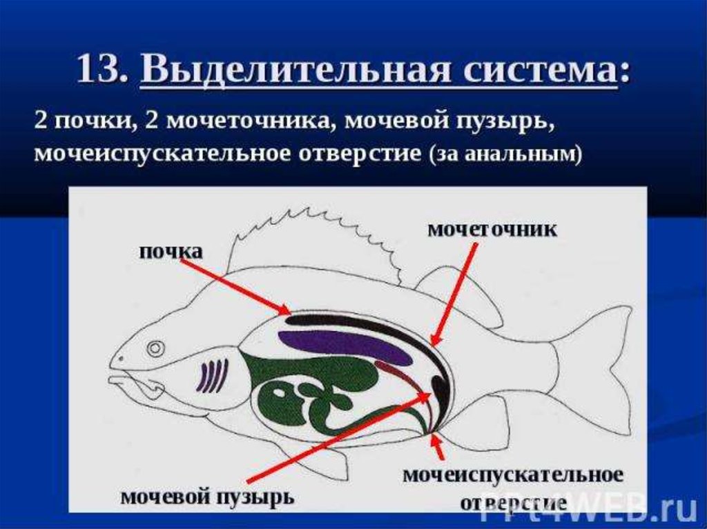 Почки у рыб. Системы костных рыб выделительная система. Выделительная система система рыб. Костные рыбы строение выделительной системы. Строение выделительной системы костных РФБ.