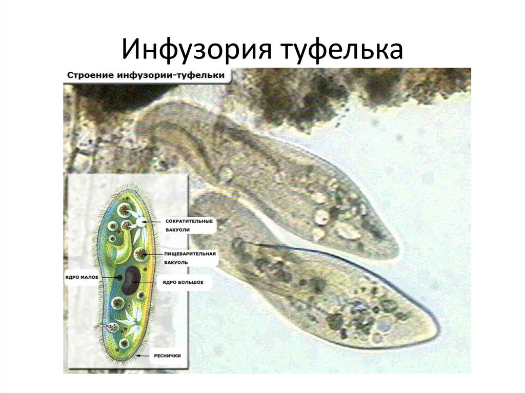 Фото амебы и эвглены