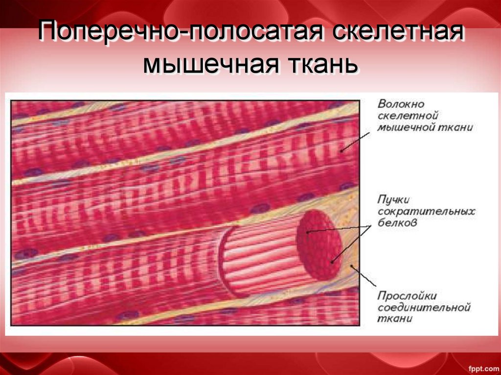 Поперечно полосатая мышечная ткань составляет основу