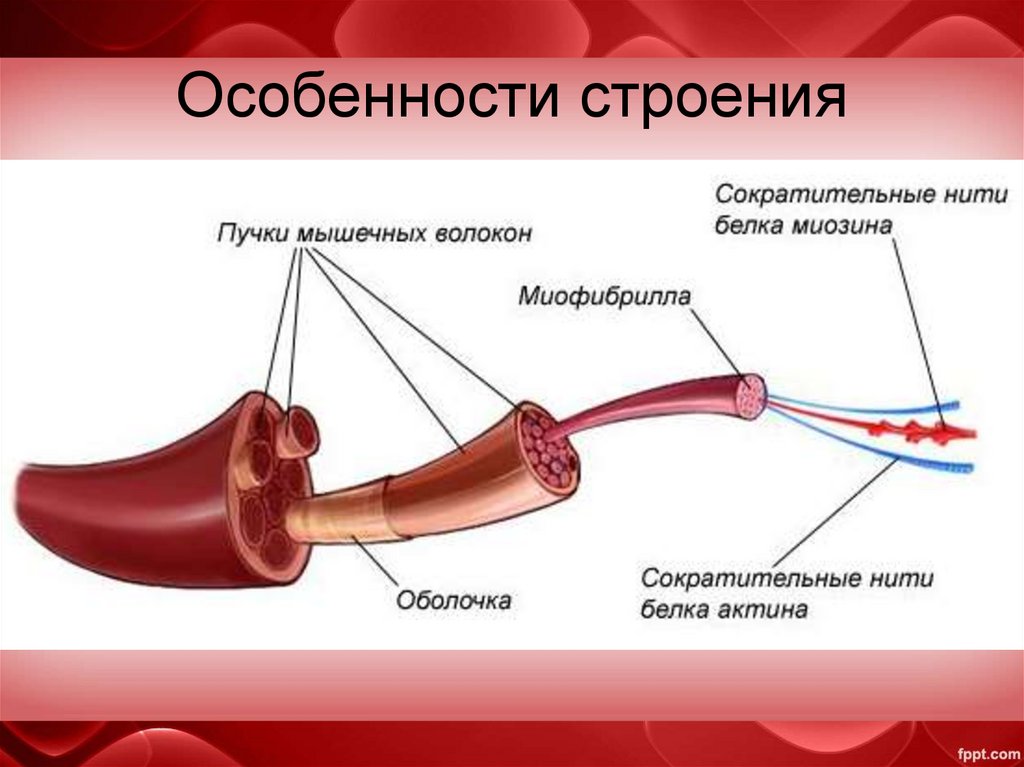 Особенности мышц. Особенности строения. Пучок мышечных волокон. Структура мышечных волокон человека. Сократительные волокна мышц.