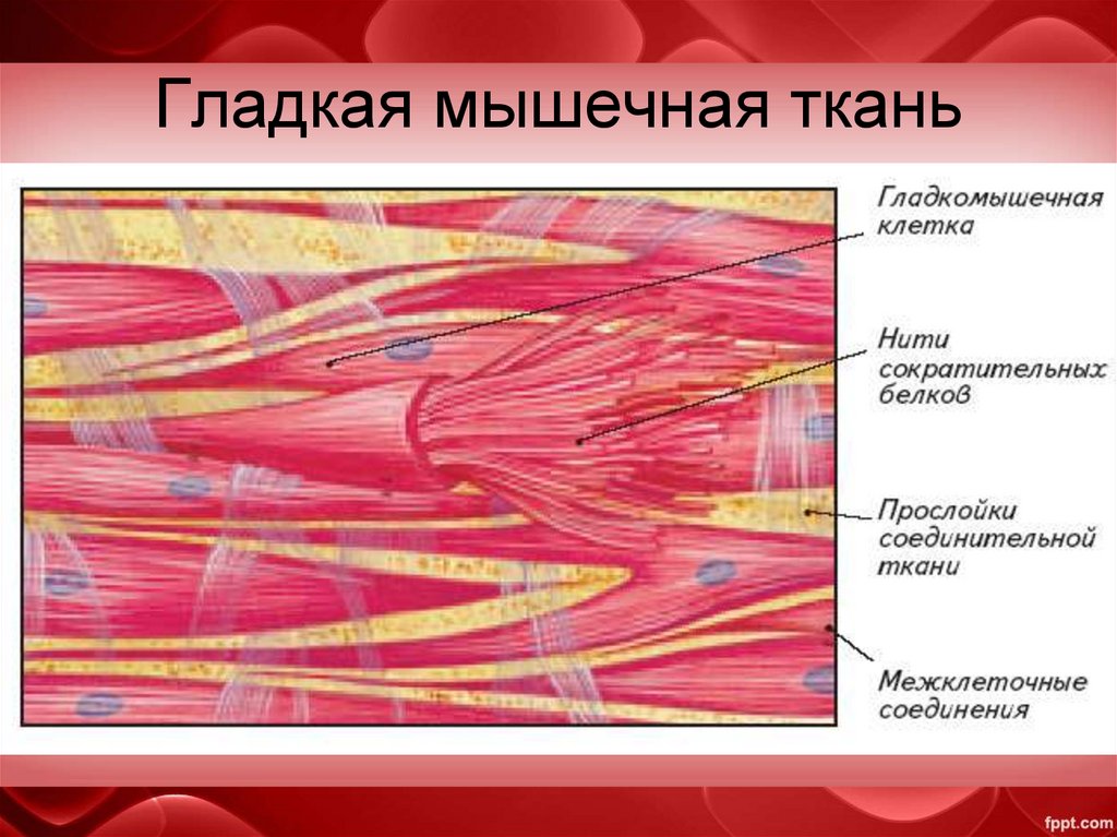 Гладкая мышечная ткань в дерме. Гладкая мышечная ткань строение. Мышечная ткань клетки волокна. Схема строения мышечной клетки. Схема строения гладкой мышечной ткани.