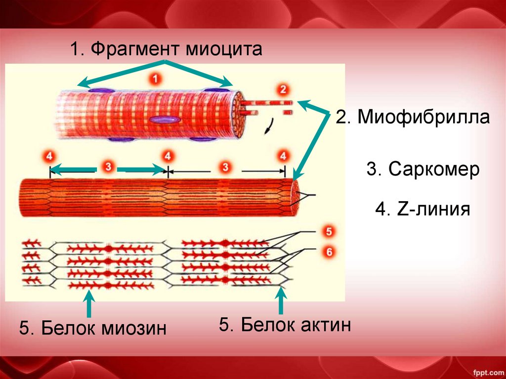 Каким номером на рисунке обозначена миофибрилла. Строение мышцы миофибриллы. Мышечное волокно миофибриллы саркомер. Саркомер белки. Строение саркомера в мышечной клетке.