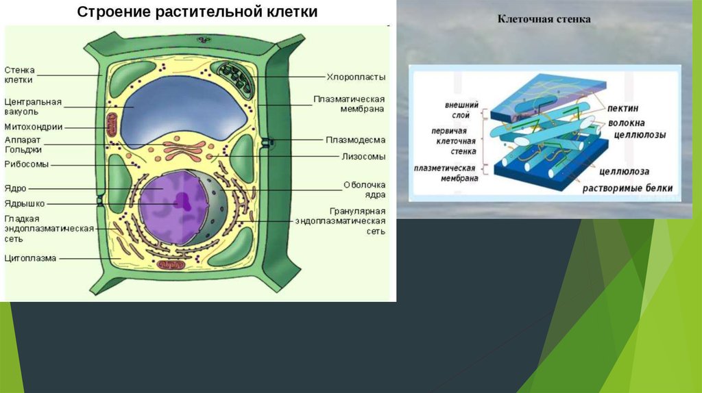 Какие особенности строения растительной клетки