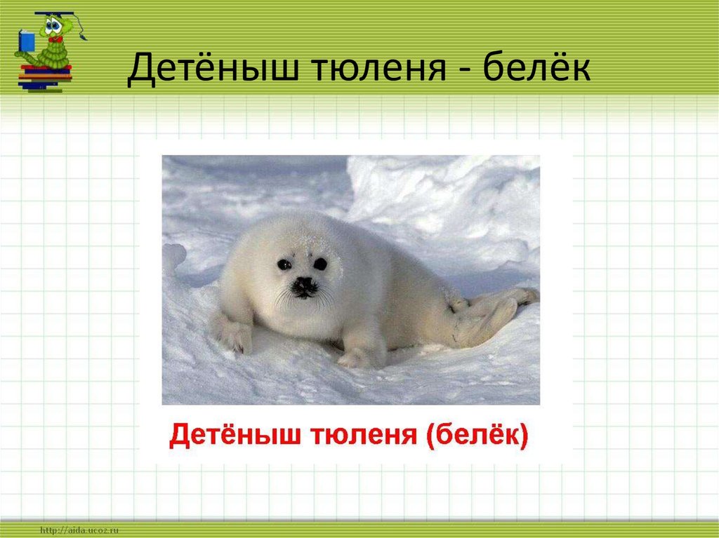 Сколько букв в слове тюлень. Белек тюлень. Белёк детеныш тюленя. Белёк детеныш нерпы. Белек нерпы.