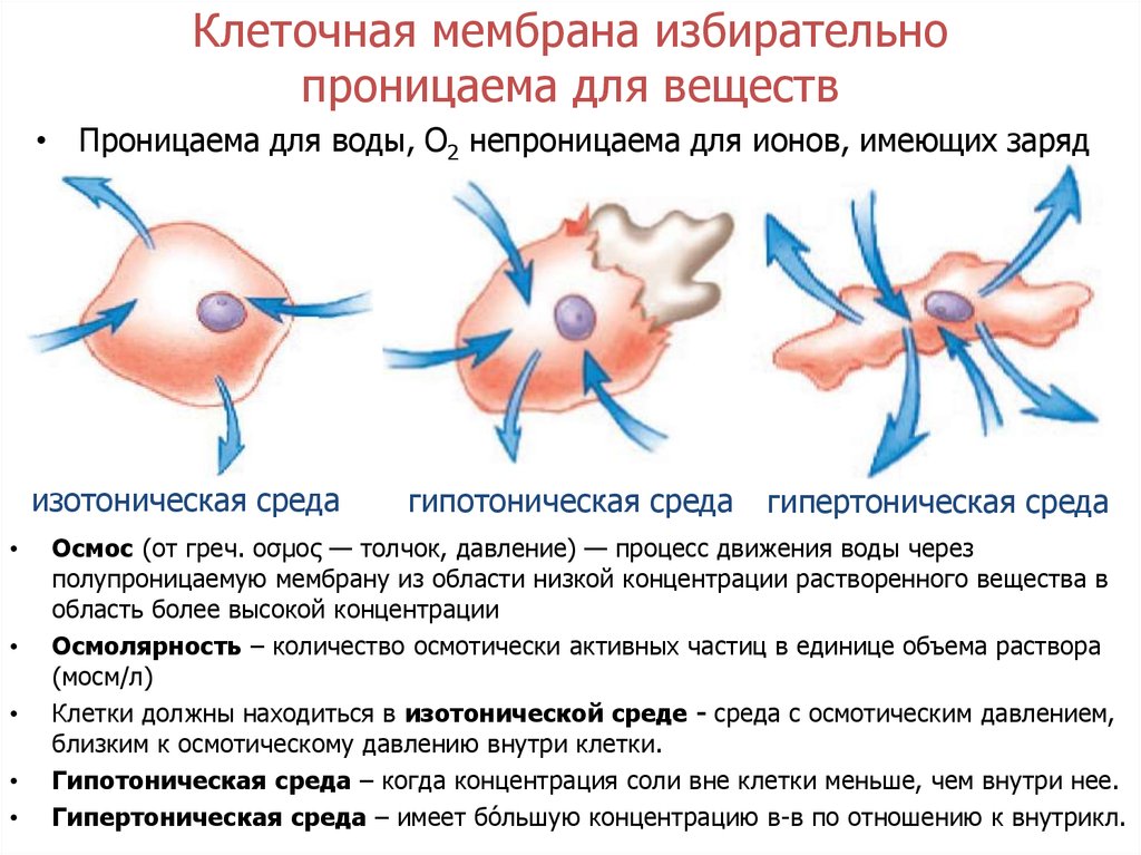 Давление клеток. Гипотоническая среда. Гипертоническая среда. Гипертоническая и гипотоническая среда. Что такое гипертоническая среда и гипотоническая среда.