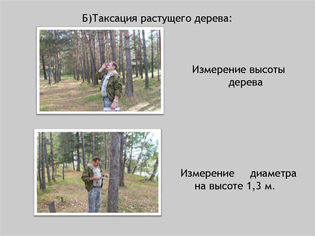Тест по таксации часть 1. Таксация растущего дерева. Измерение диаметра дерева. Таксация леса это. Таксация насаждений.