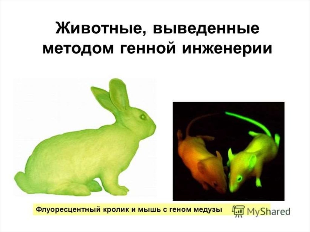 Генная инженерия за и против презентация