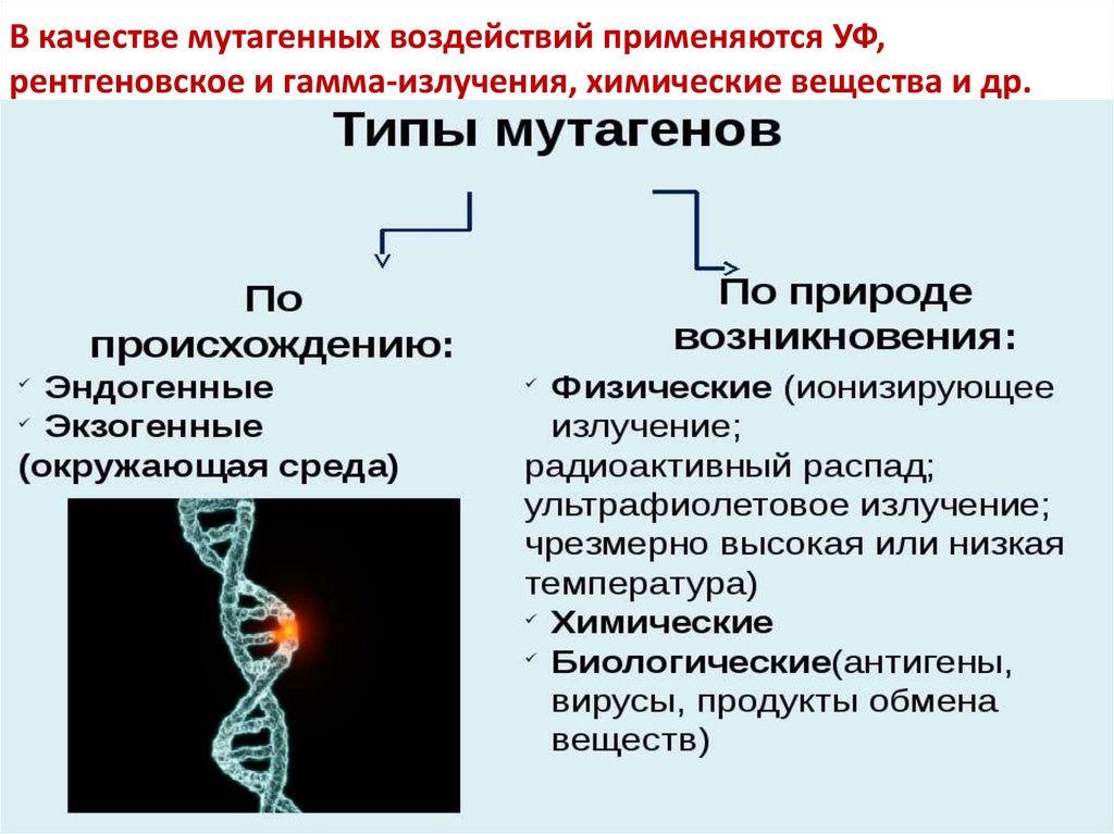 Радиация это мутагенный фактор