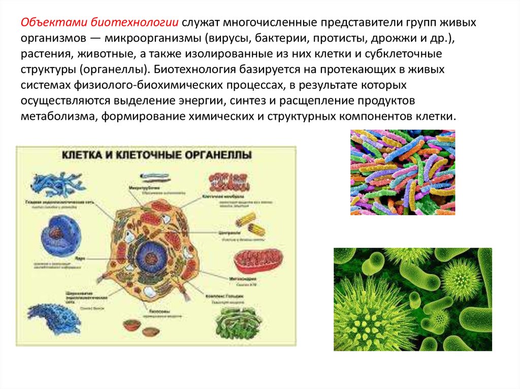 Биология 8 вирусы. Бактерии и вирусы в биотехнологиях. Бактерии и вирусы в биотехнологиях сообщение. Вирусы как объекты биотехнологии. Биотехнология микроорганизмов.