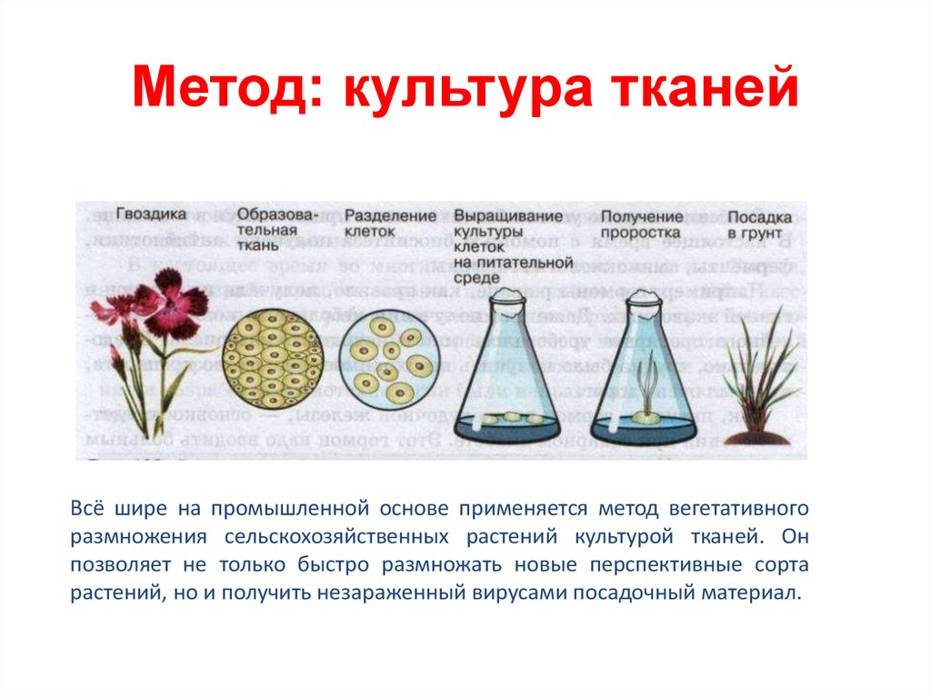 Культура тканей рисунок