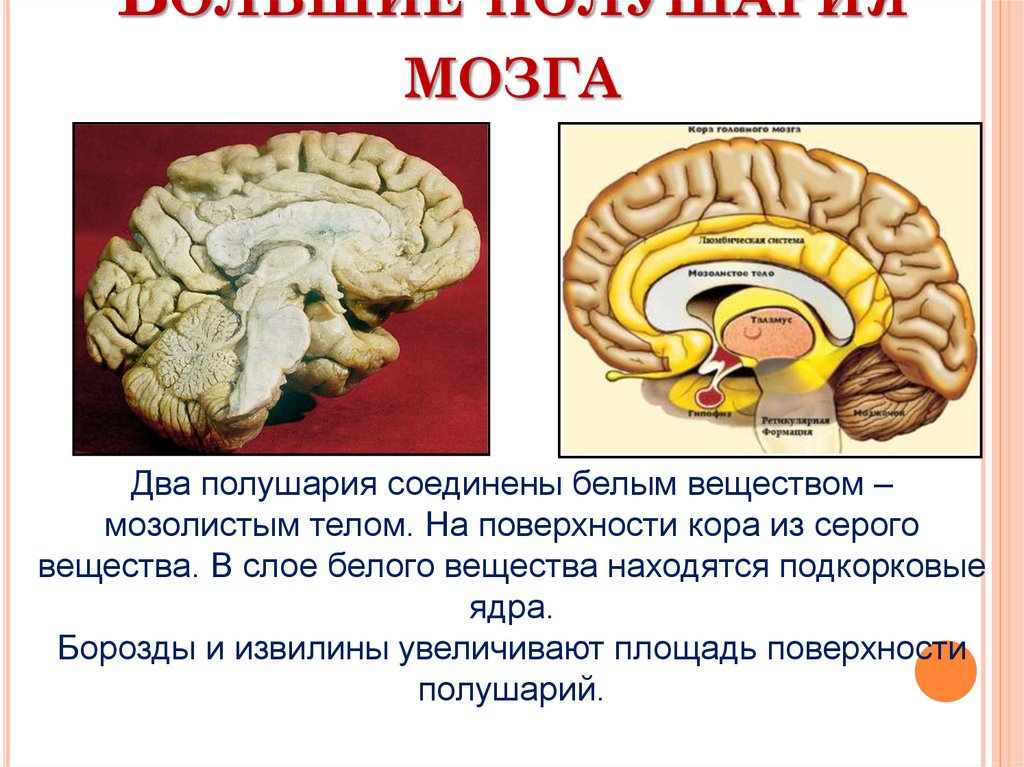 Большие полушария головного мозга функции и строение. Строение головного мозга. Конспект по головному мозгу. Функции головного мозга. Большие полушария головного мозга.