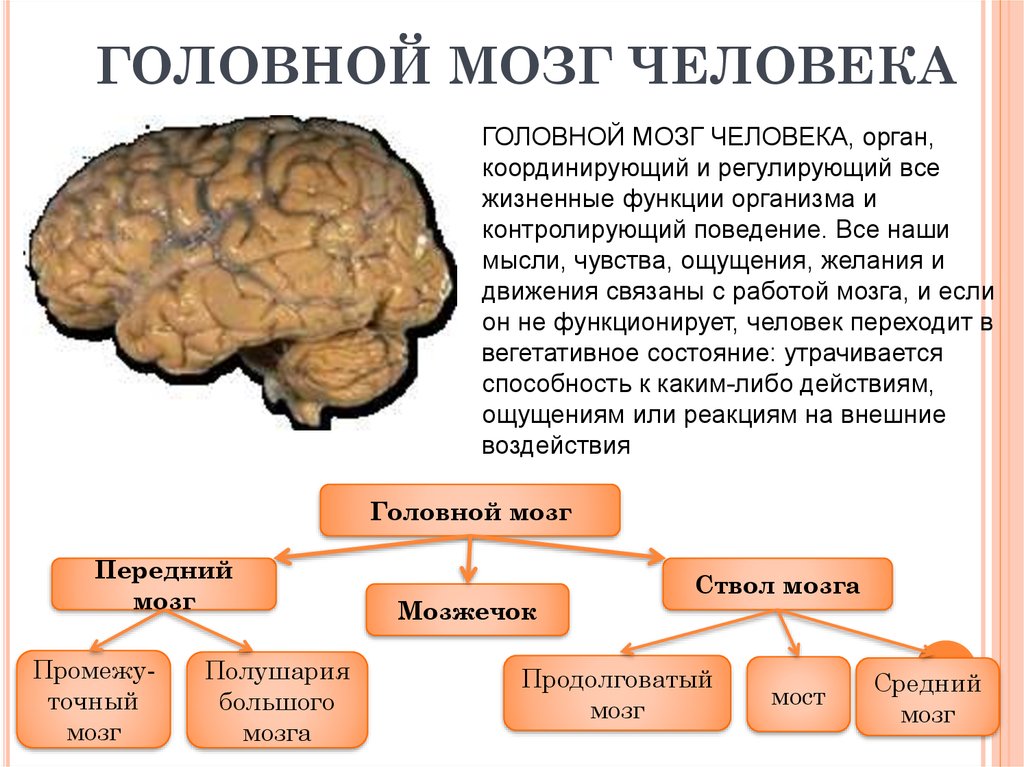 Какие 2 функции выполняет головной мозг. Презентация головной мозг строение и функции 8 класс. Головной мозг биология 8 класс конспект. Мозг человека анатомия строение и функции головной мозг. Головной мозг характеристика кратко.