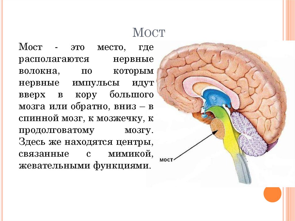 Мост мозга строение и функции. Варолиев мост строение анатомия. Головной мозг варолиев мост. Строение моста в головном мозге. Мост ЦНС.