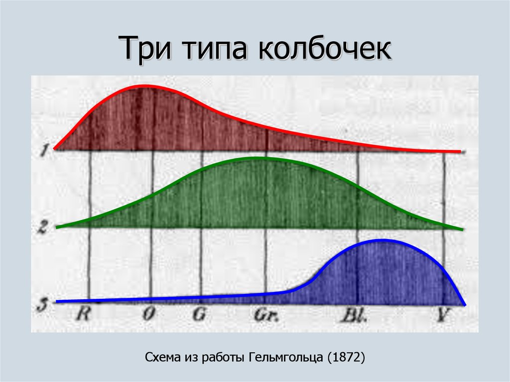 Третий тип. Три типа колбочек. 3 Вида колбочек. Три вида колбочек цвета. Зрение колбочки 3 типа.