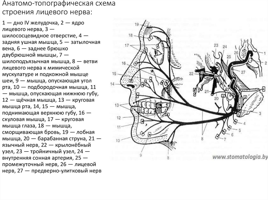 Промежуточный черепной нерв. Лицевой нерв анатомия ветви. Ветви лицевого нерва схема. Лицевой нерв неврология схема. Лицевой нерв анатомия топография схема.