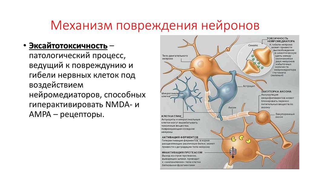 Осуществляет связь между нейронами какой нейрон. Механизмы повреждения нейронов. Механизмы гибели нейронов. Механизм повреждения нефронов. Механизмы повреждения нервной клетки.