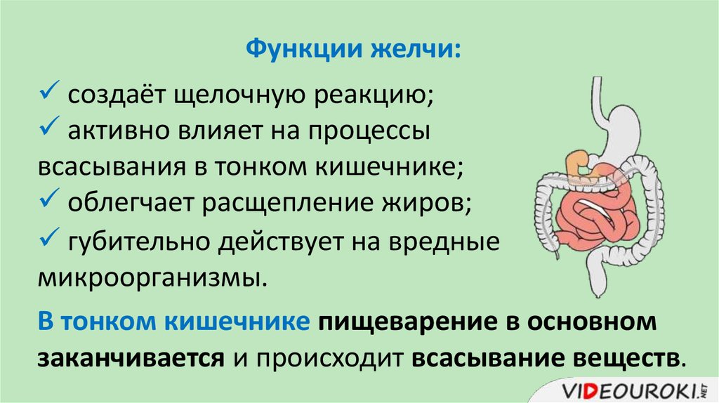 Таблица пищеварение в кишечнике всасывание питательных веществ