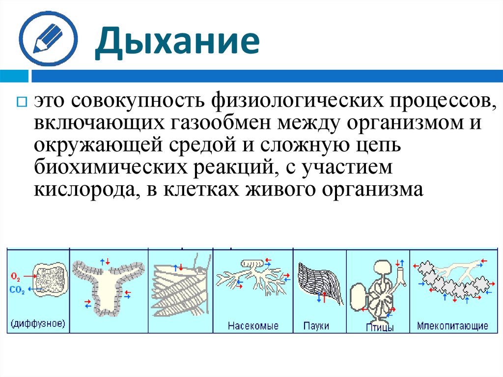 Газообмен какие клетки