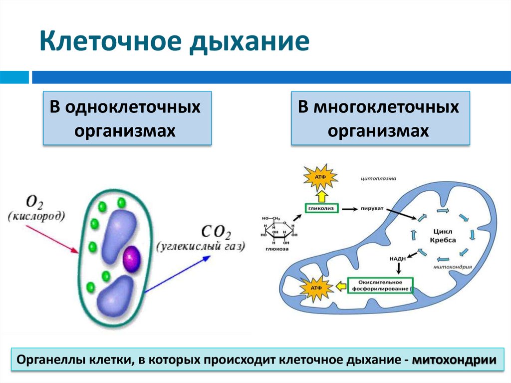 Митохондрия аэробный. Схема клеточного дыхания в митохондриях. Процесс дыхания клетки. Схема кислородного этапа клеточного дыхания. Схема механизм процесса клеточного дыхания.