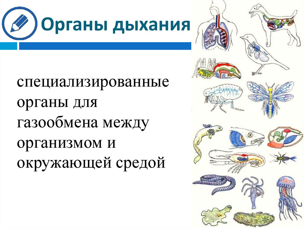 Рисунки органов дыхания животных