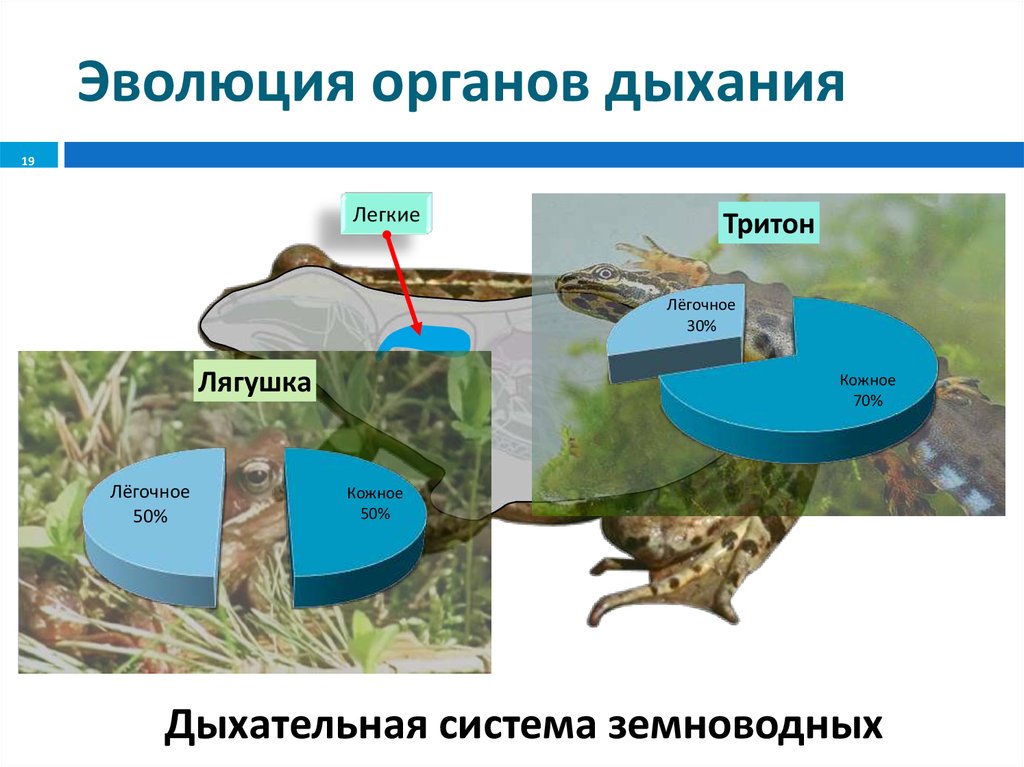 Презентация эволюция дыхательной системы животных 7 класс