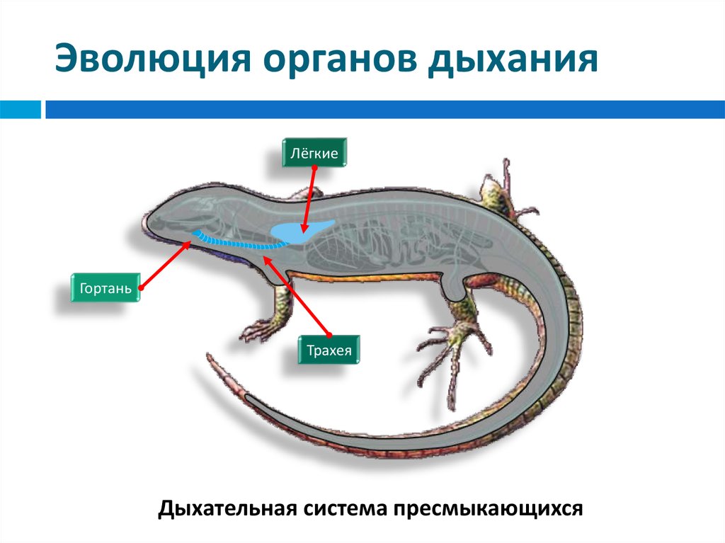 Сравните дыхательную систему рептилии и амфибии. Дыхательная система пресмыкающихся. Дыхательная система пресмыкающихся 7 класс. Эволюция дыхательной системы пресмыкающихся. Органы дыхания рептилий.