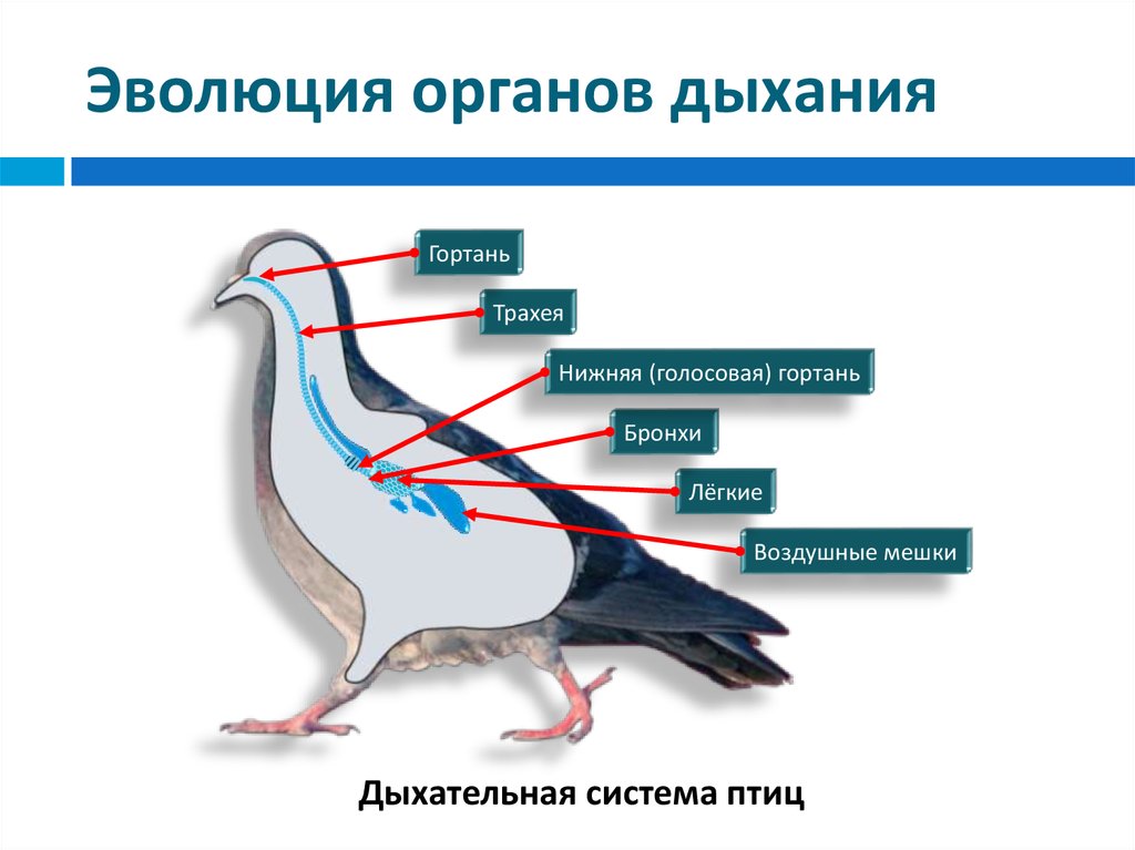 Гортань у птиц. Схема дыхательной системы птицы биология 7 класс. Эволюция дыхательной системы млекопитающих. Дыхательная система птиц нижняя гортань. Эволюция дыхательной системы наземных позвоночных.