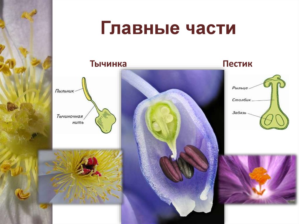 Пестик и тычинка. Тычинка. Составные части тычинки. Размножение пестики и тычинки.