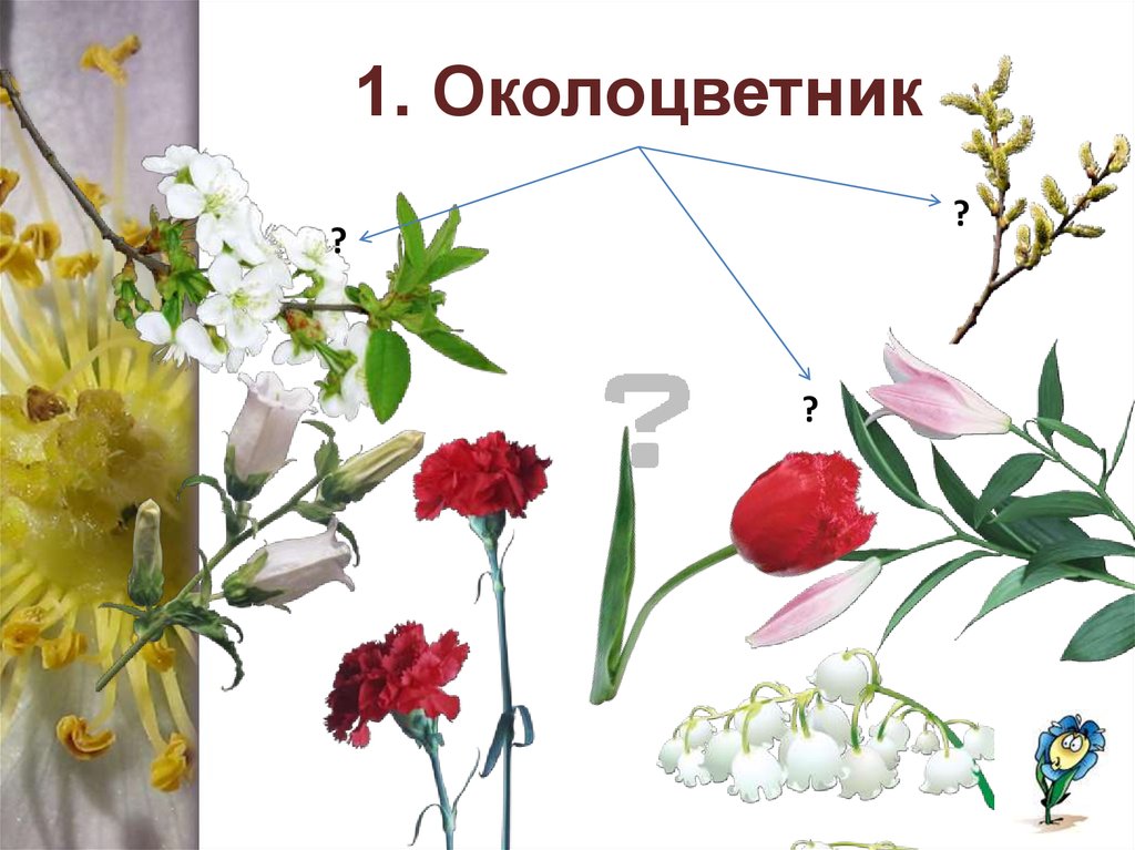 Околоцветник 3 3. Что в околоцветнике должно быть красивое.