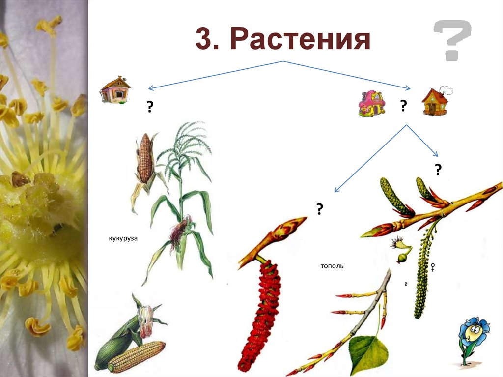 Кукуруза двудомное или однодомное растение