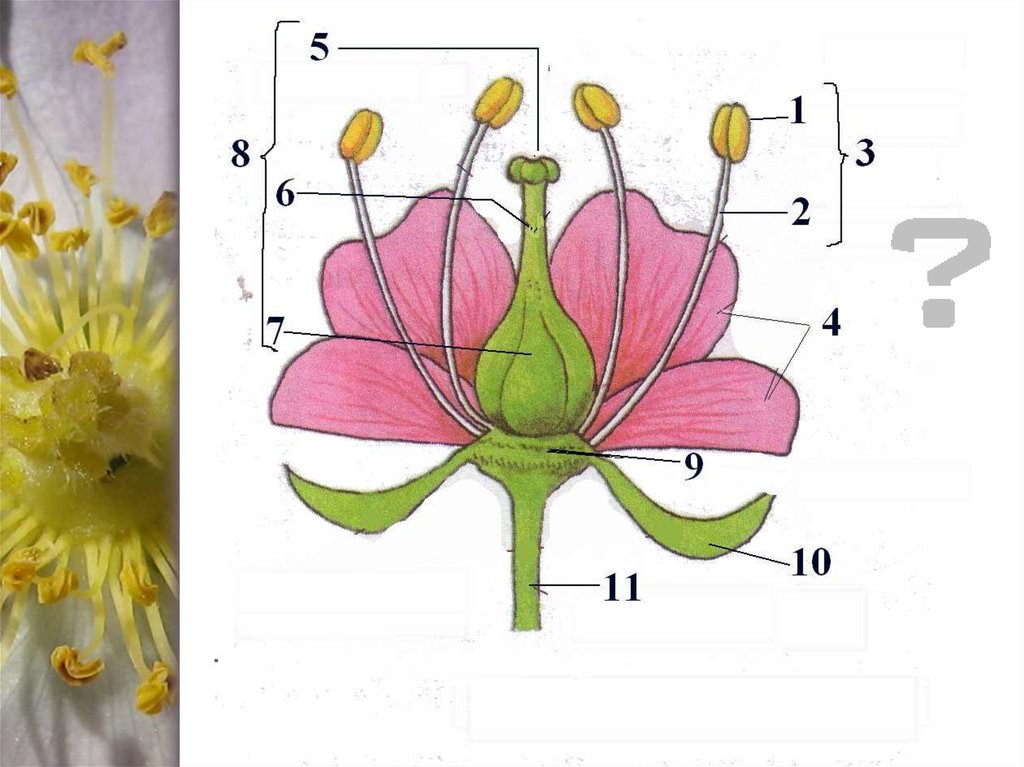 Схема цветка биология 6