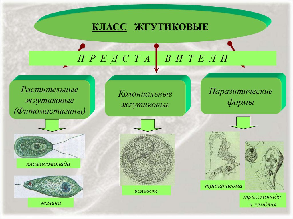 Тип простейшие классы