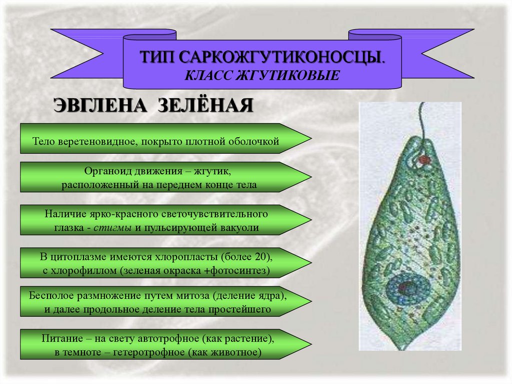 Среда обитания эвглены