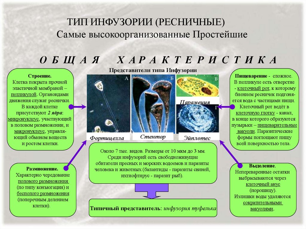 Организмы реферат