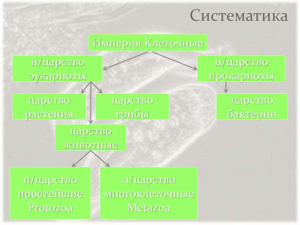 Империя клеточные