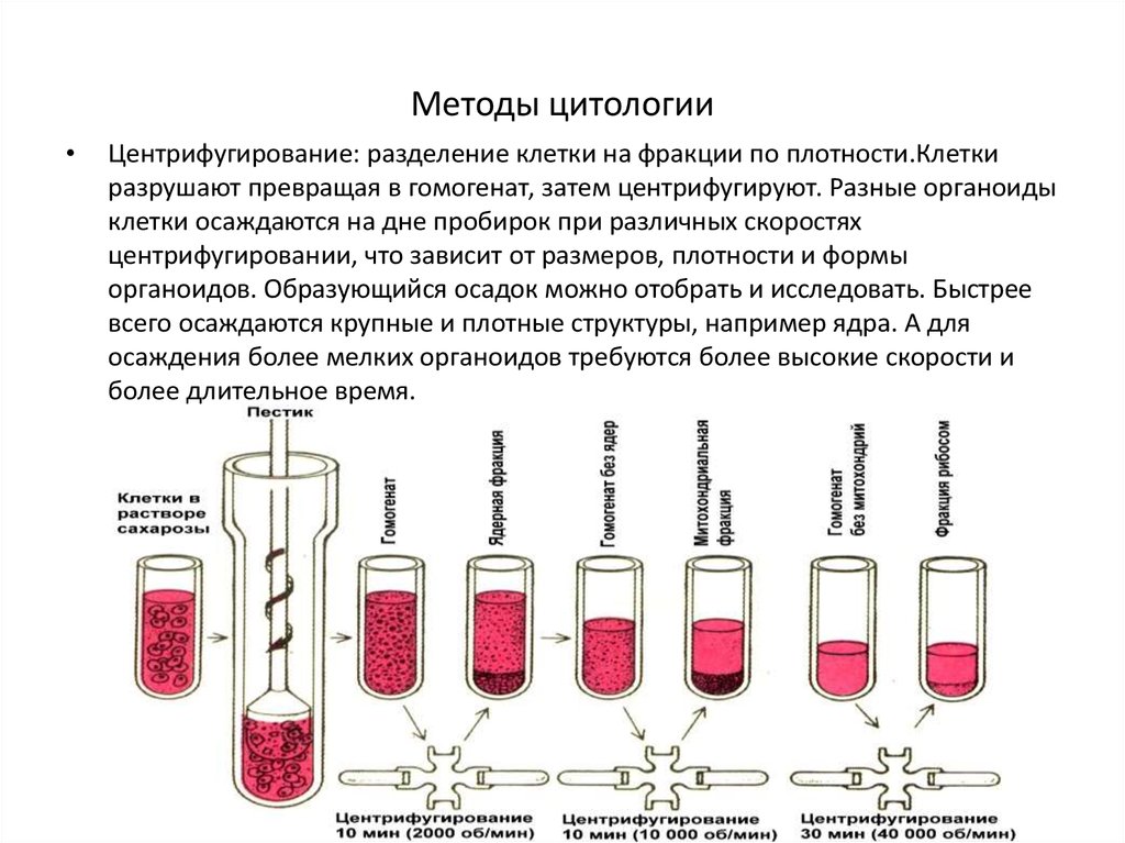 Какие методы используются для исследования клетки